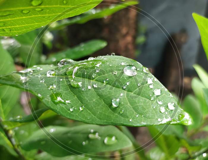 Water Drops on Leaf