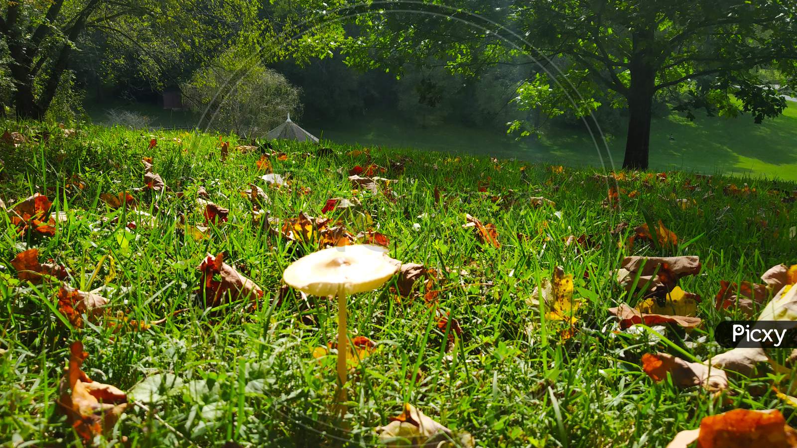 Little Mushroom Grow On Green