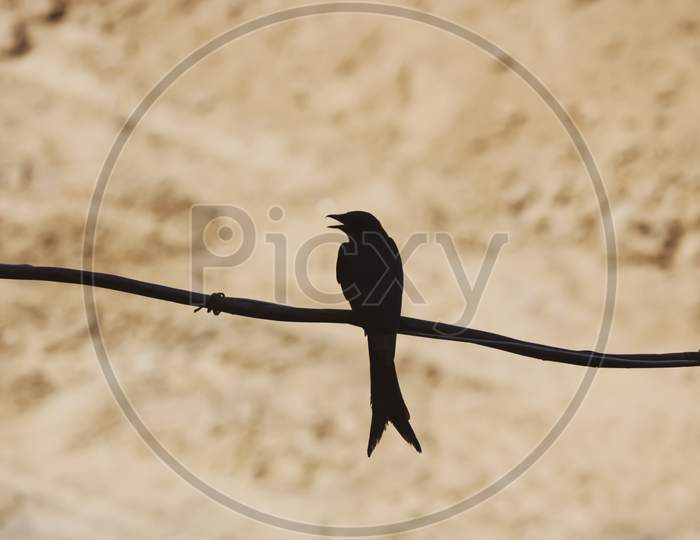 black long-tailed Dongo bird sitting on a fence
