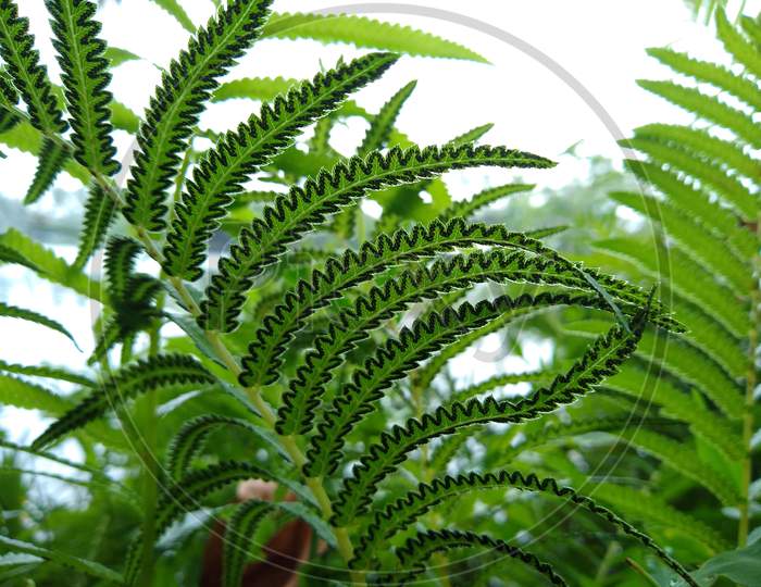 Green fern leaves with black texture