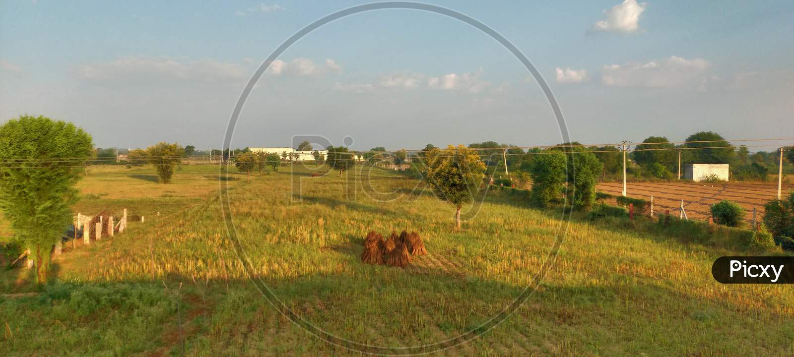 The Green Fields in Rajasthan