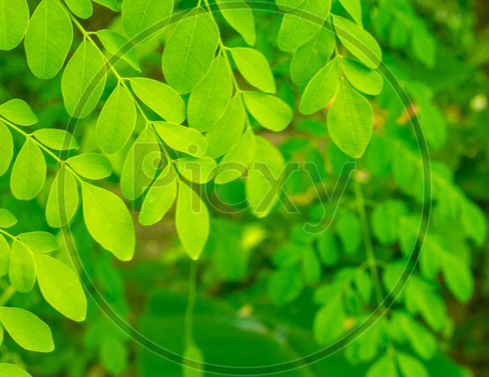 Moringa, Leaves (Moringa Oleifera Lamk.) Natural Madicine Tree Moringa Leaves Wallpaper.