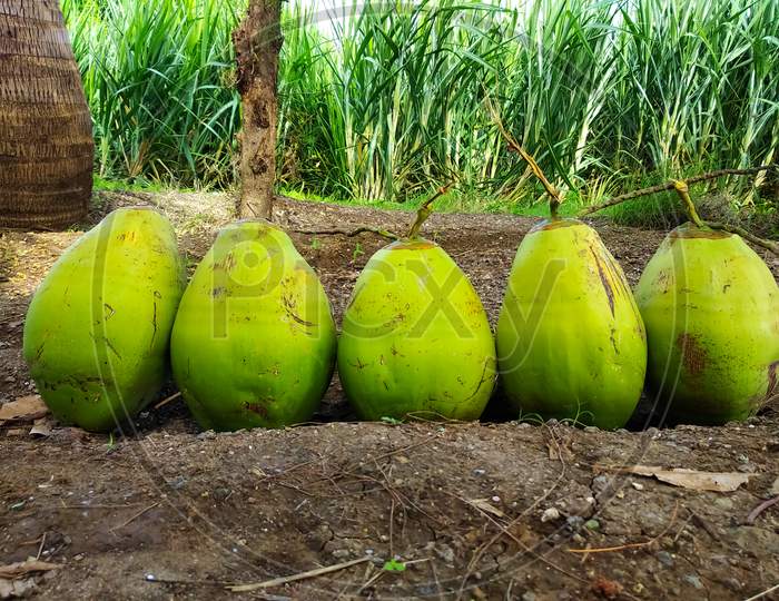 Green Coconuts.