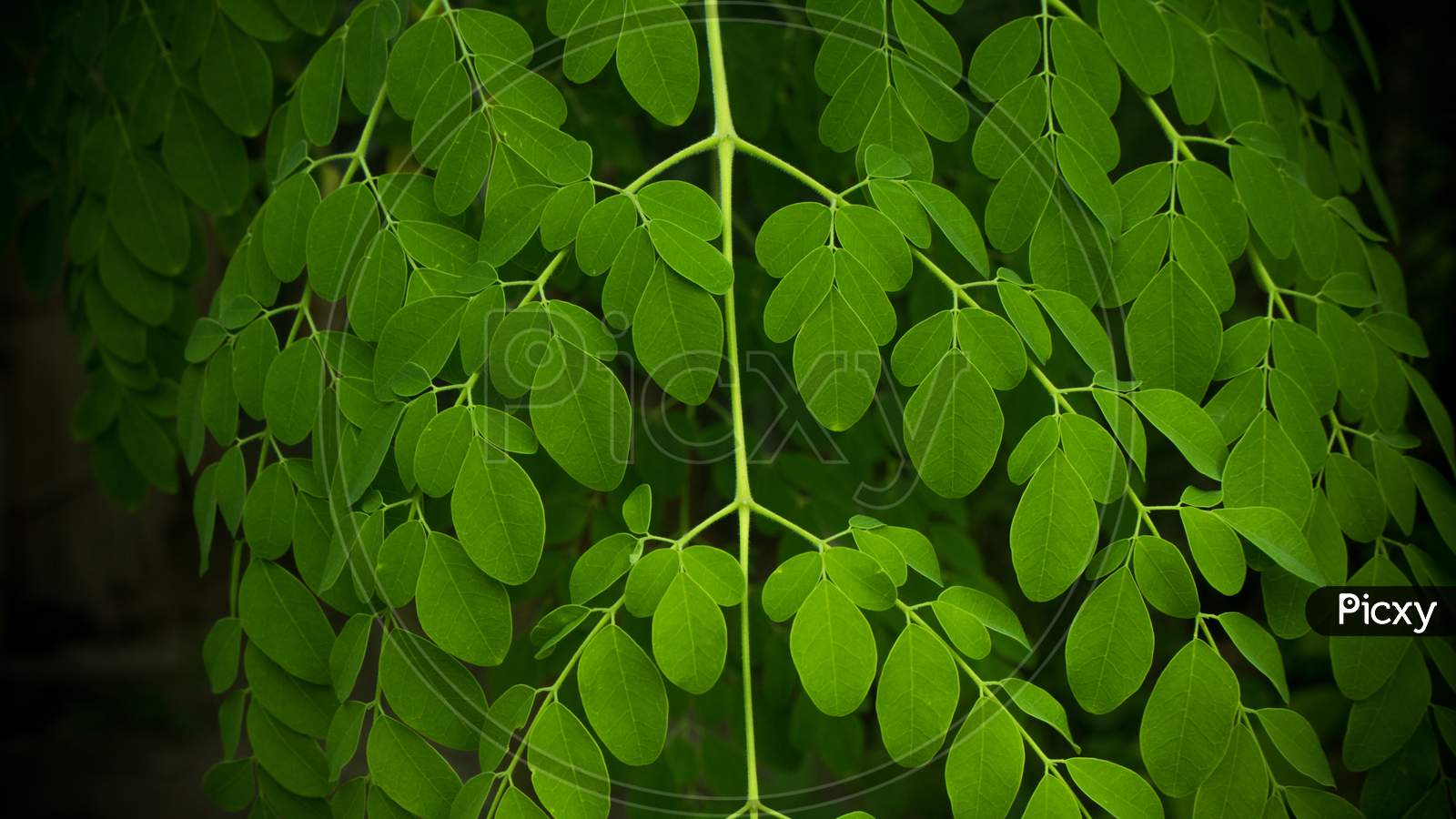 Fresh Green Moringa Leaves Medicinal Plant (Moringa Oleifera Lamk.) Natural Moringa Leaves Green Background.