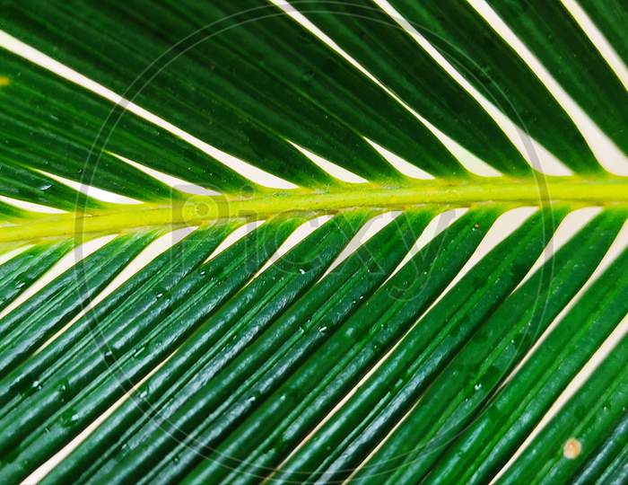 The leaves of the date palm