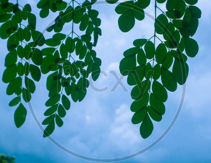 Moringa, Leaves (Moringa Oleifera Lamk.) Natural Moringa Leaves Blue Sky Background.