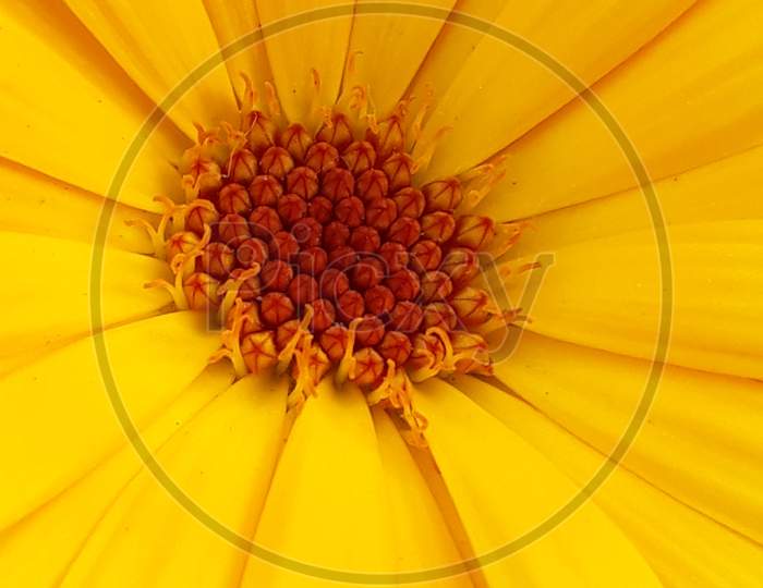 A close up of macro pollen