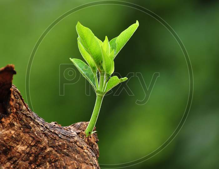 The stem of the tree bears a leafy shoot - Stock photography