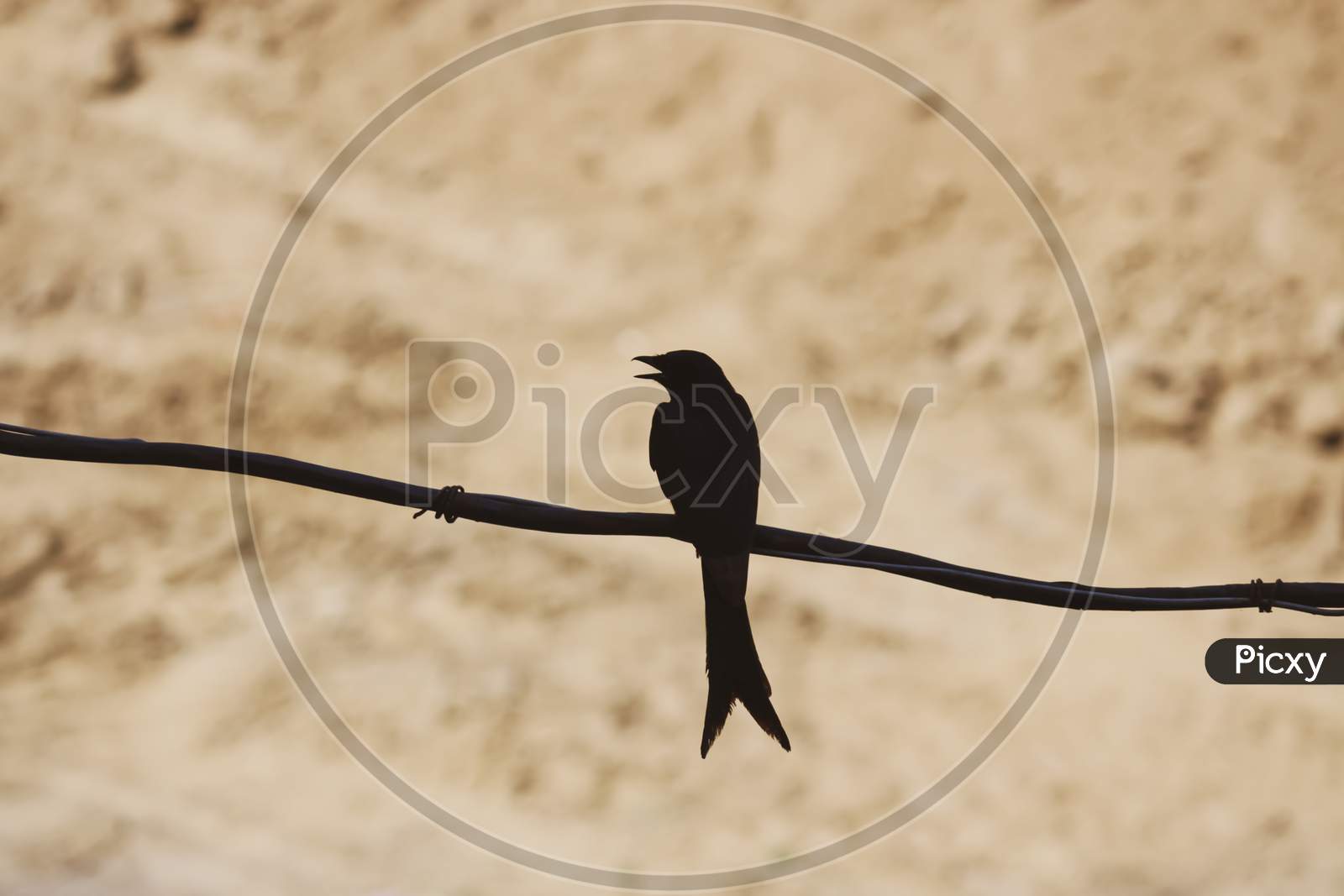 black long-tailed Dongo bird sitting on a fence