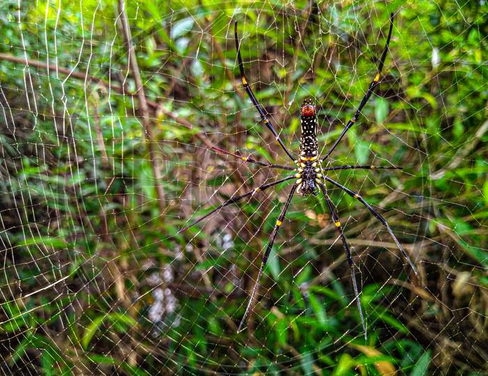A long legs black spider.