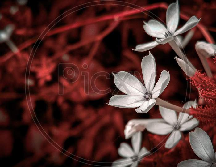 Red botany monochrome photography