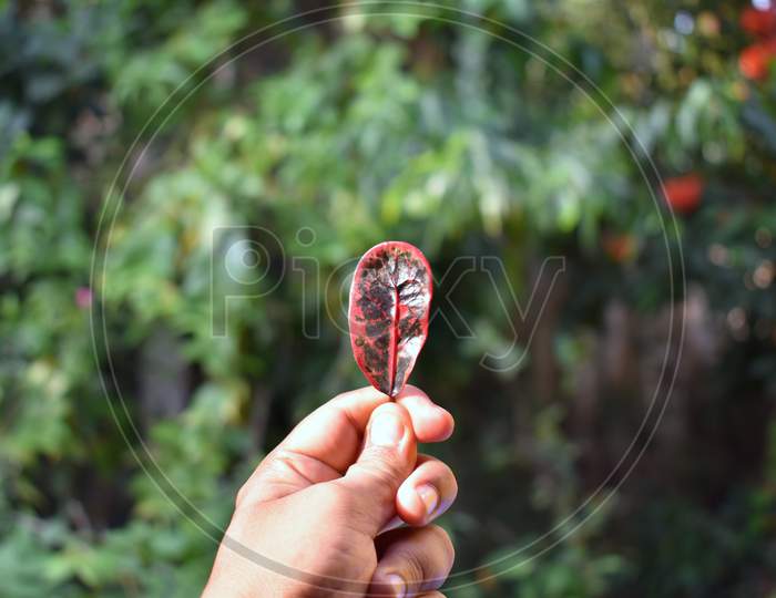 Beautiful Colouful Leaf on hand, Selective Focus.