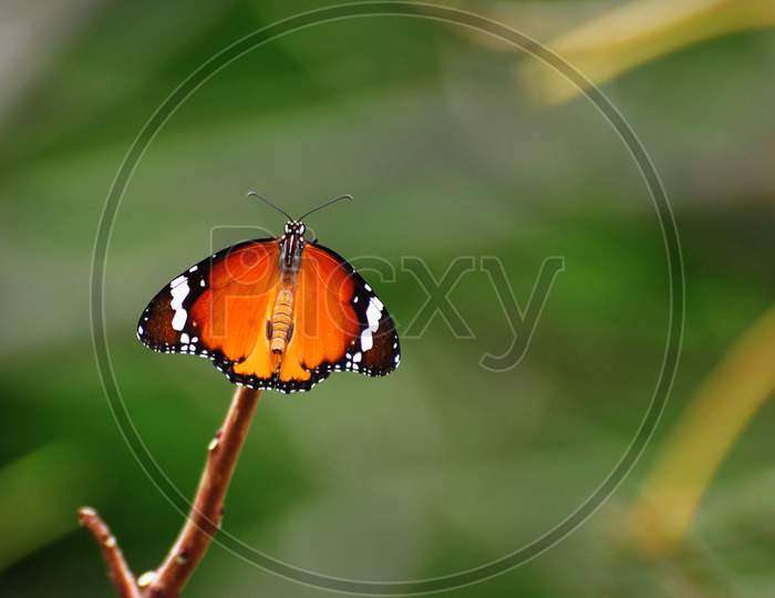 Micro shot of Tiger Butterfly in a natural scenery