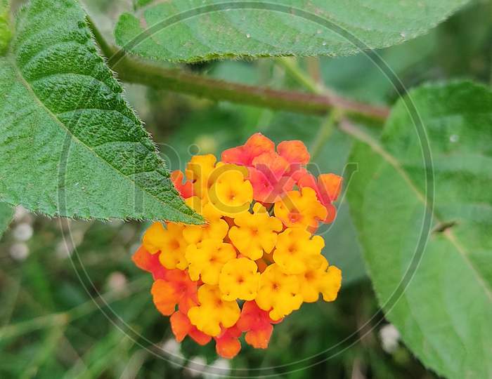 Lantana Urticoides. Which is captured from Closeup