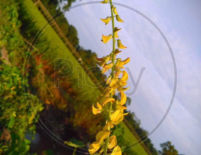 Crotalaria is a genus of flowering plants in the legume family Fabaceae commonly known as rattlepods.