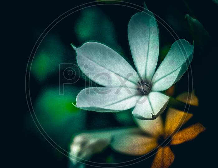 Monochrome photography flowers