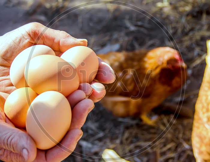 A Picture Of Beautiful View Of Egg Farming