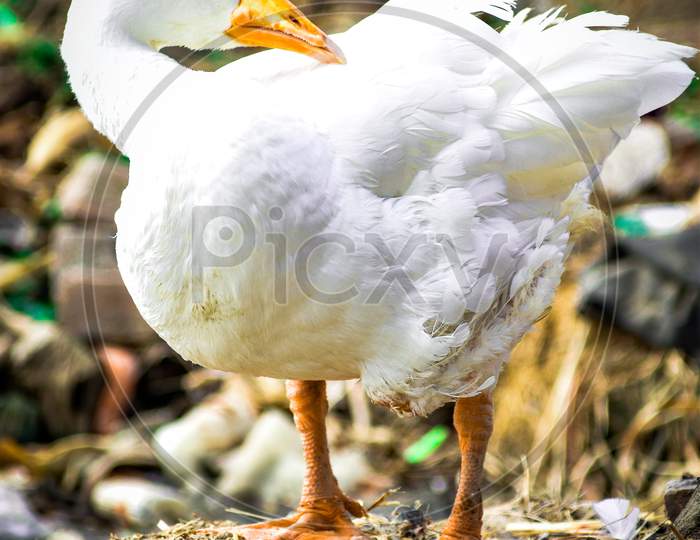 Duck images