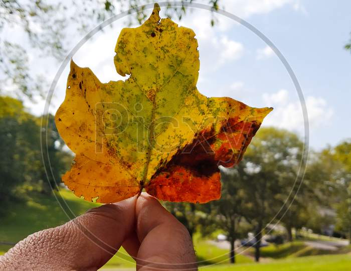 Fall Yellow Maple Leaf