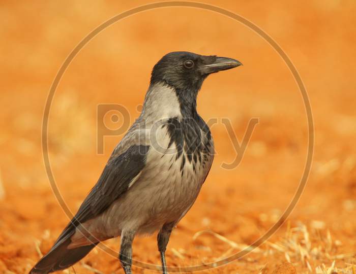 Big crow in the middle of the desert