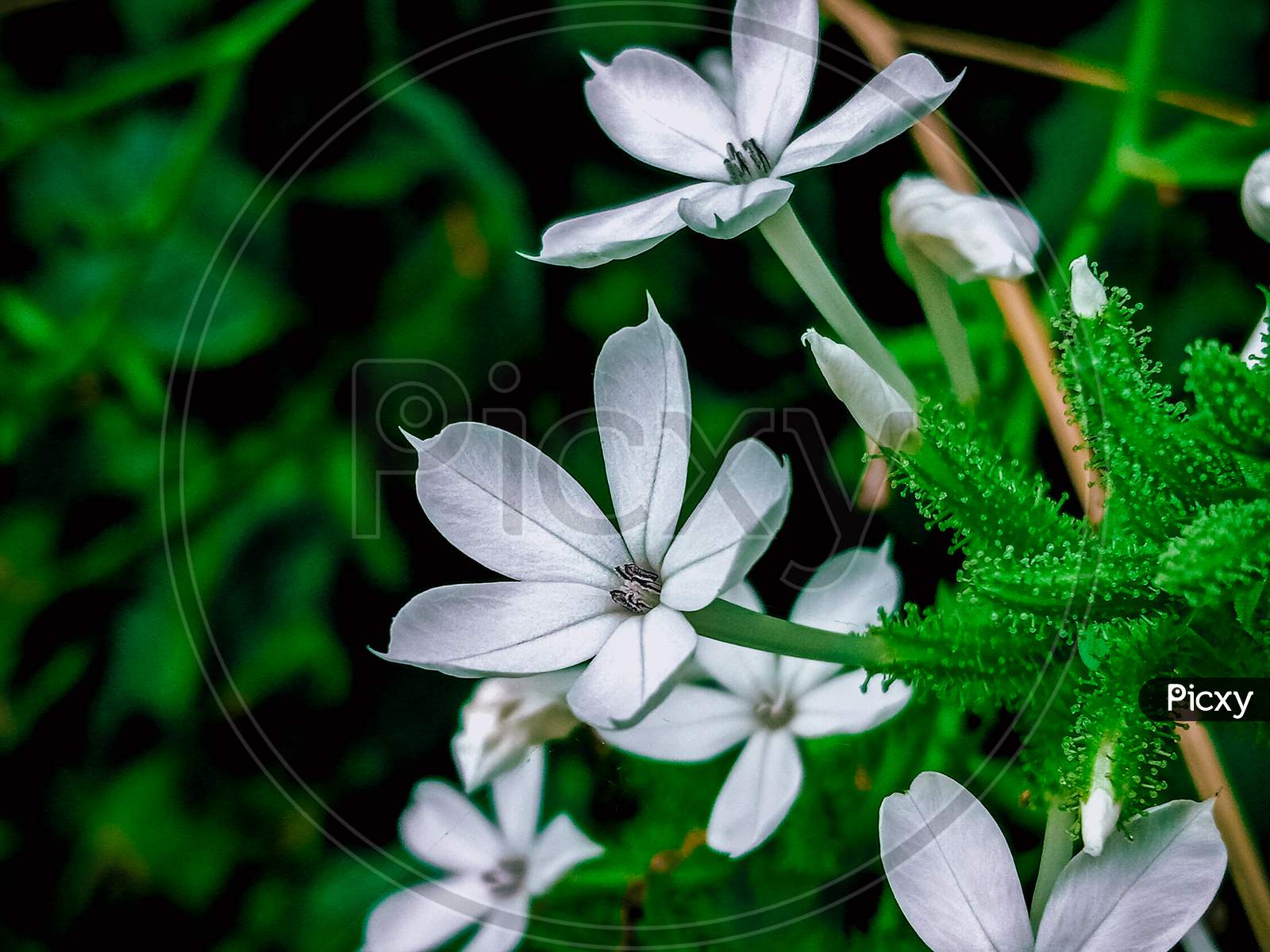 Jasmine flowering plant