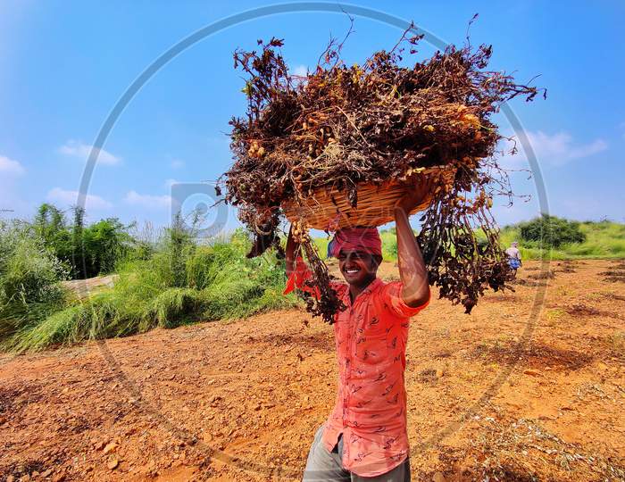 Young Farmer work in agriculture filed