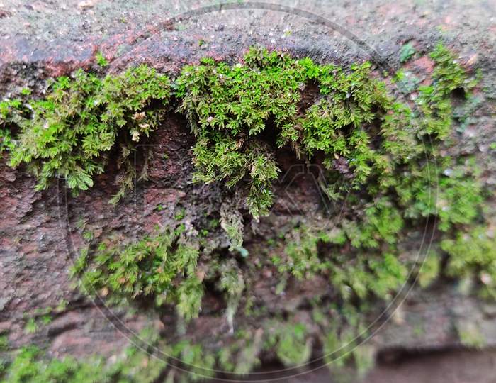 This is image of green moss . Green moss & wall . Which is captured from Closeup