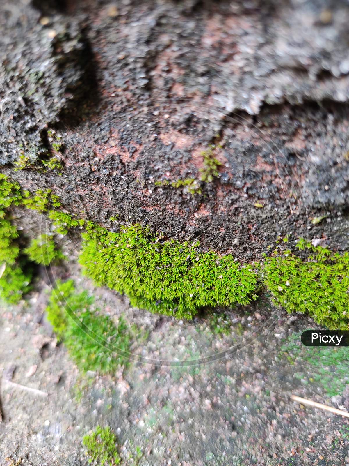 This Is Image Of  Entodon seductrix . Which is captured from Closeup . Green moss