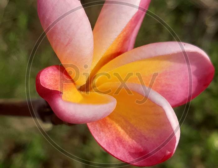 Plumeria rubra flower