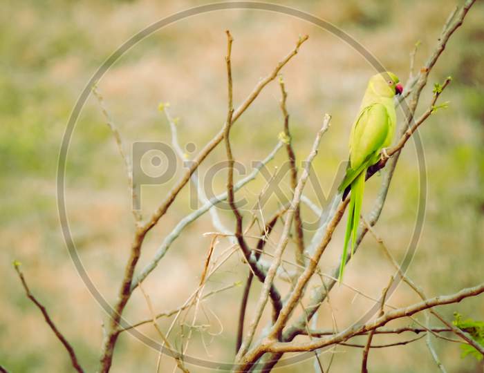 Parrot resting on branch of a tree
