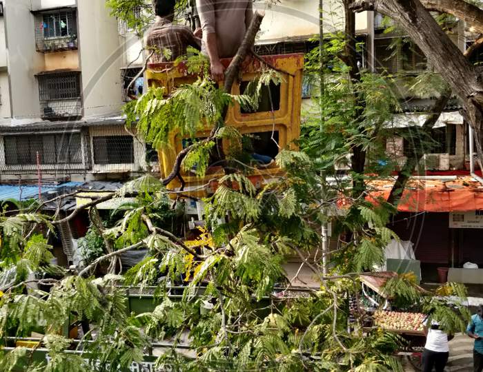 Mumbai, India, October 24, 2020. Professionals at dangerous work, trimming a large tree by use of a telescopic platform truck and wood shredder machine