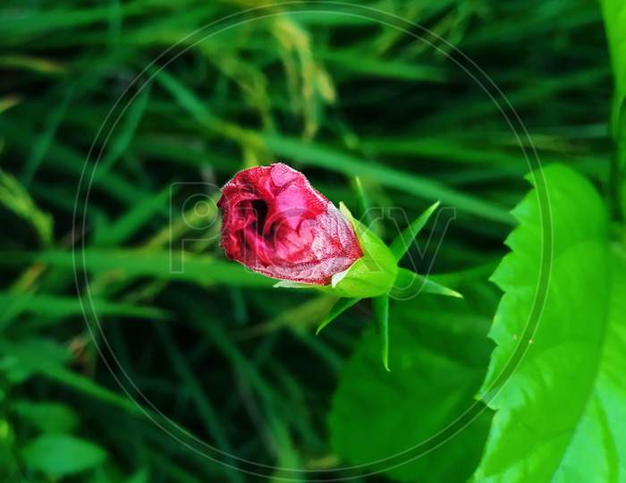 Red Hibiscus Flower with green leaf
