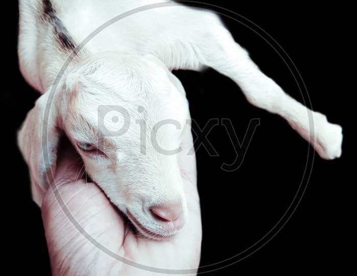 Head of funny silly looking white little goat isolated on dark background