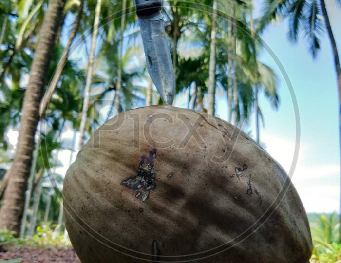 Coconut with sharp
