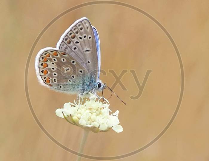 Beautiful butterfly on beautiful white flower