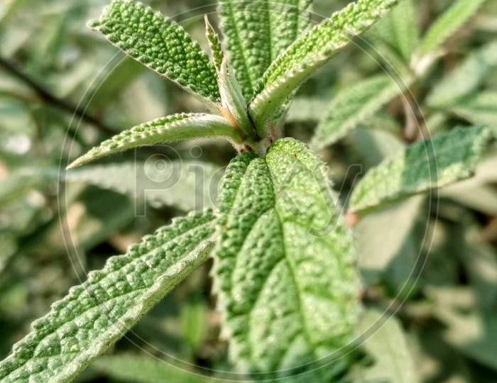 Vertical Shot Of Green Leaves On A Blurred Background
