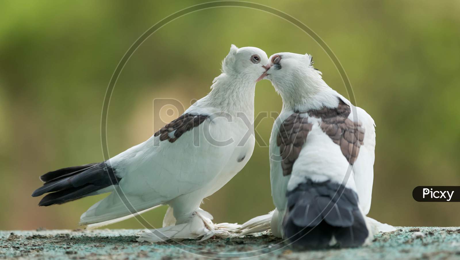 Pigeon kissing