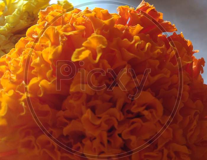 Close up view of fresh marigold flowers
