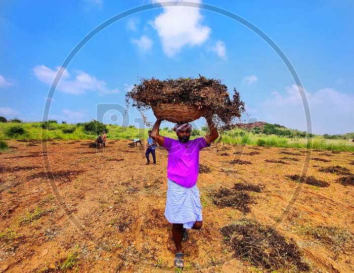 Farmers work in agriculture filed