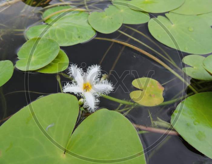Kumudini Lotus in pond