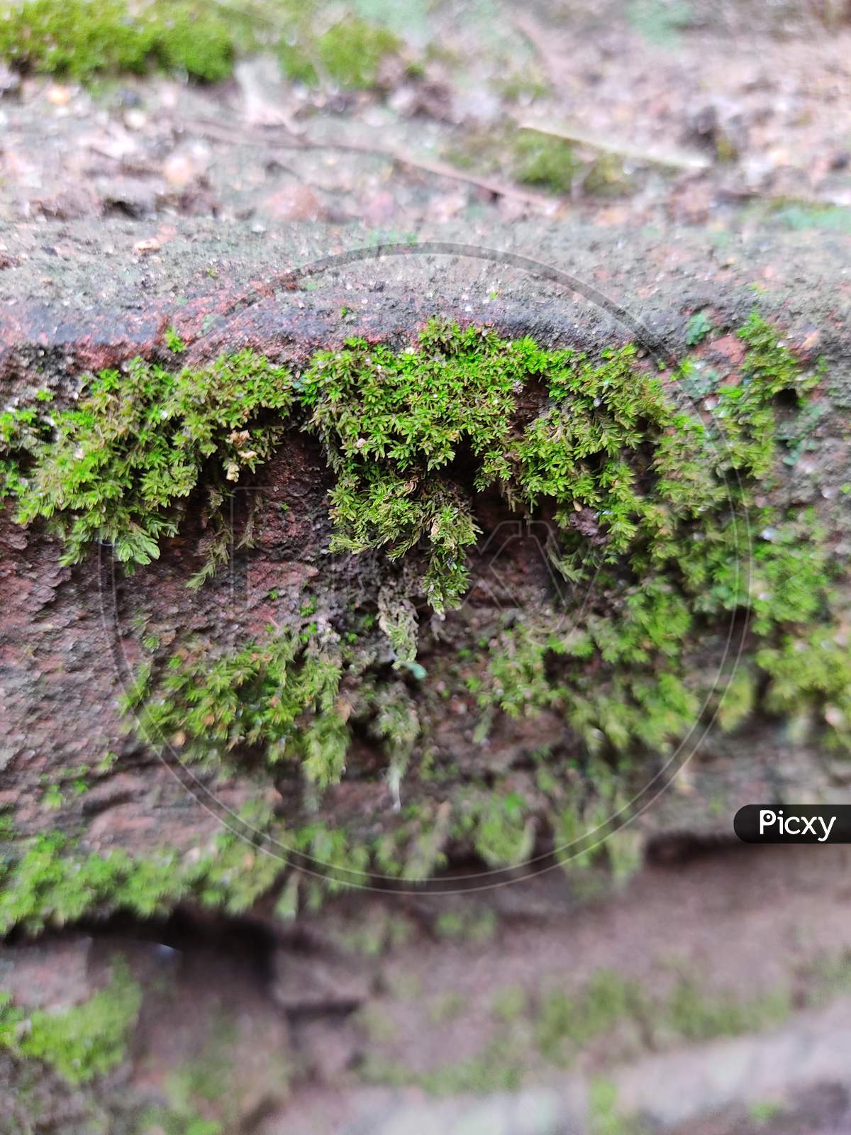 This is image of green moss . Green moss & wall . Which is captured from Closeup