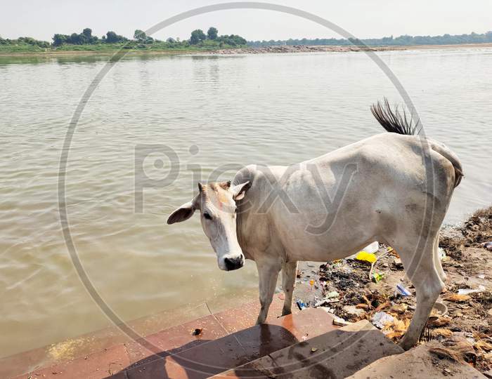Cow at river bank