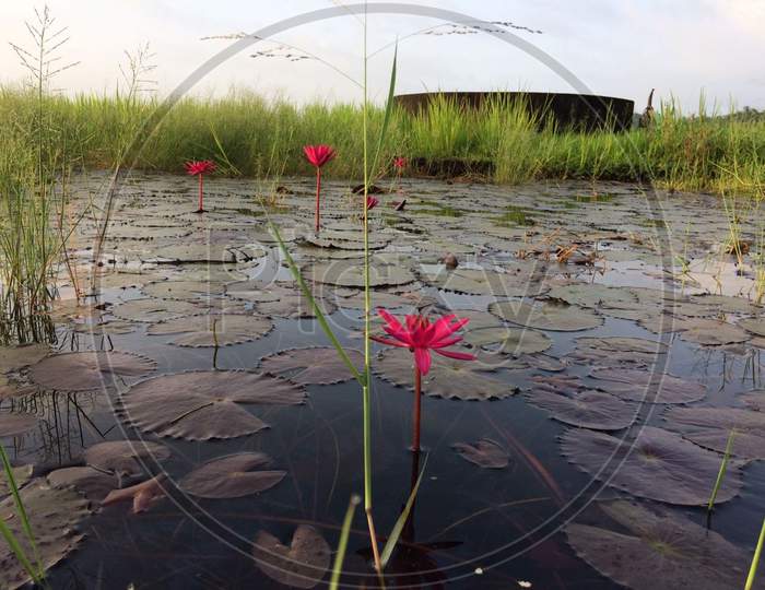 Grass and Lotus
