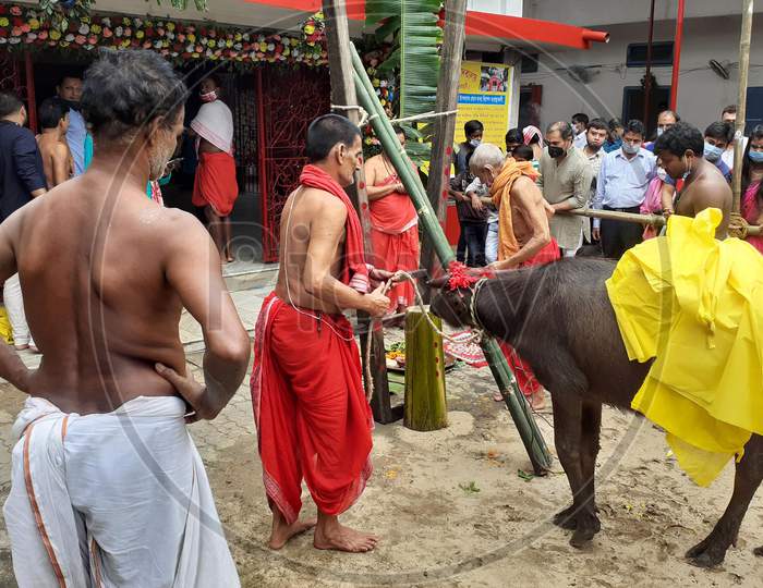 Hindu devotees prepare to sacrifice a buffalo as part of a ritual during the Durga Puja festival at a temple in Guwahati on oct 25,2020.