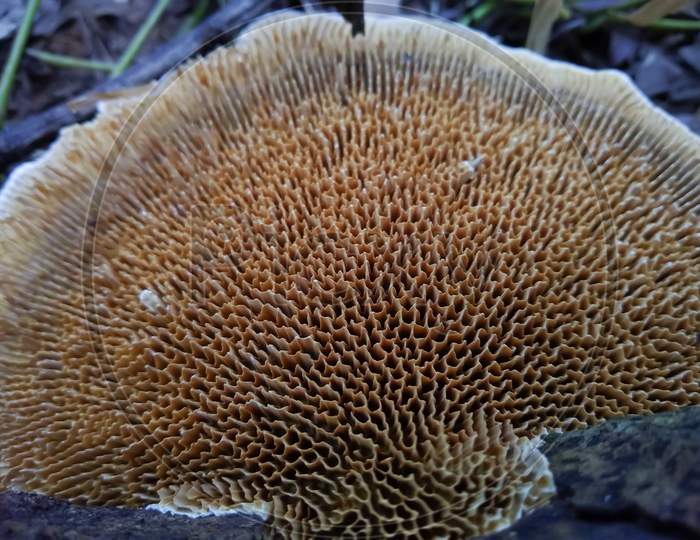 The gill of mushroom (Lamella) close-up view