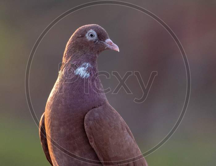 Red pigeon