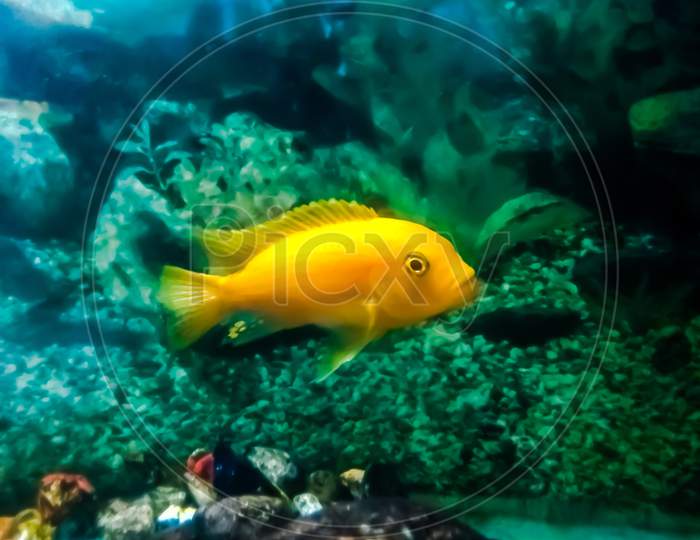 Yellow Cichlid Fish in Aquarium