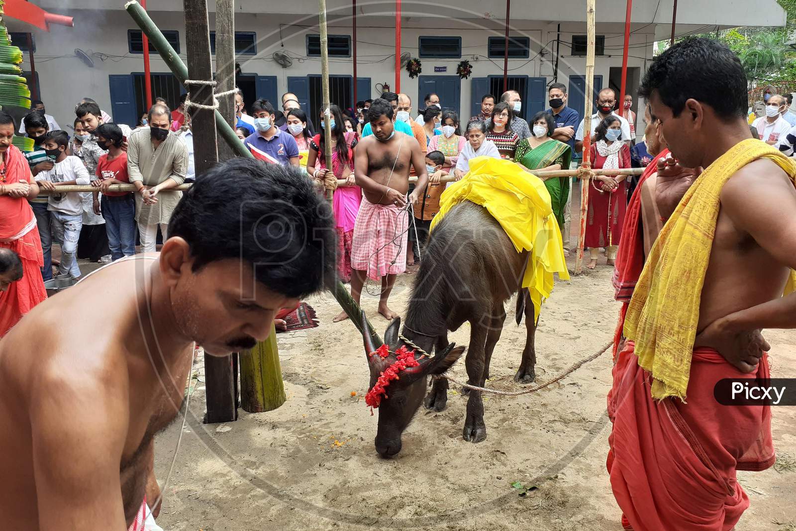 Hindu devotees prepare to sacrifice a buffalo as part of a ritual during the Durga Puja festival at a temple in Guwahati on oct 25,2020
