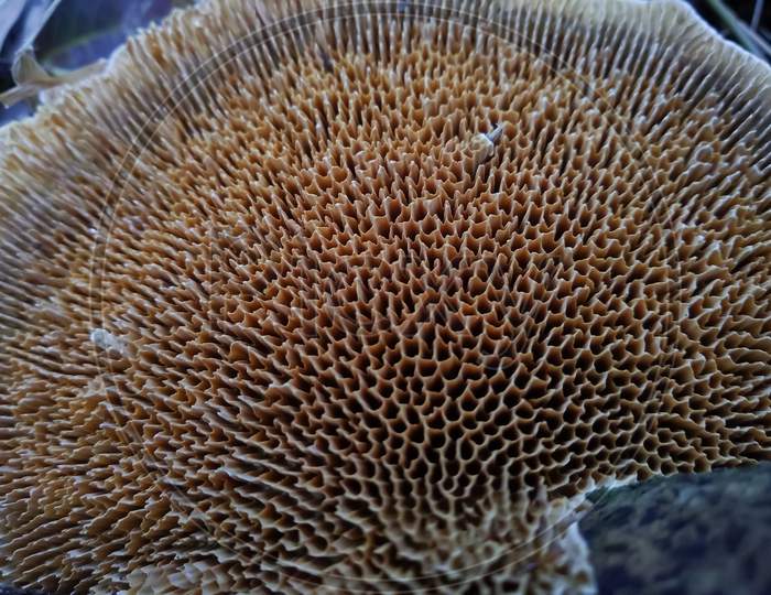 The gill of mushroom (Lamella) close-up view