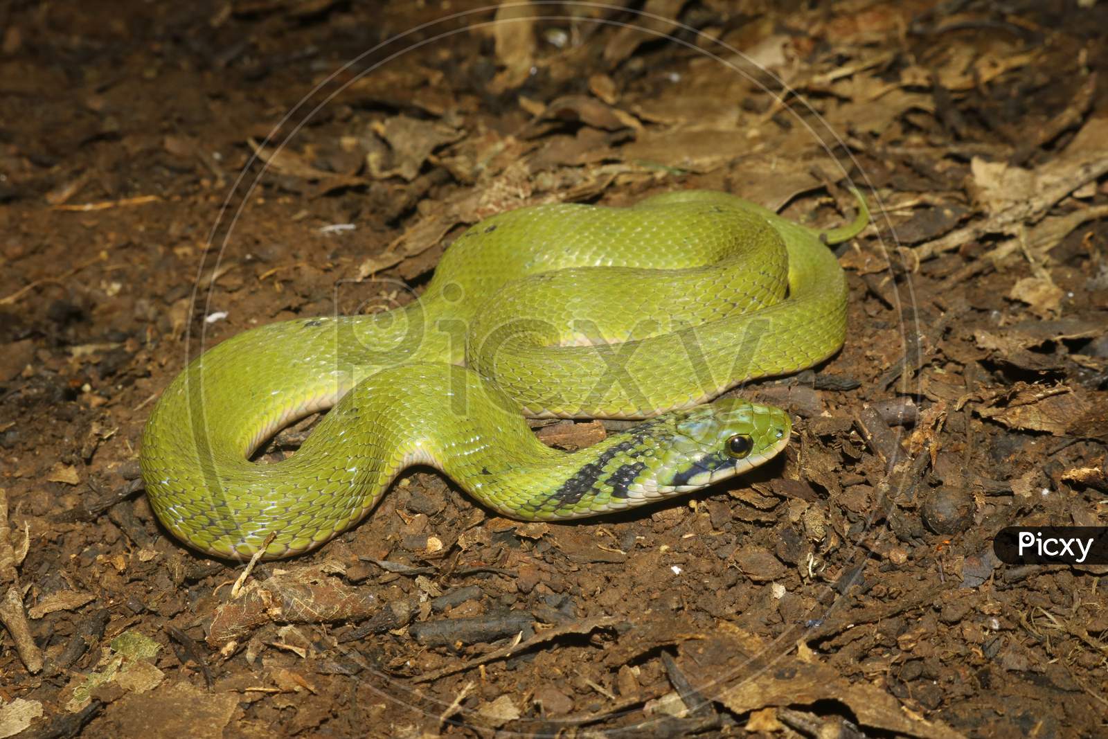 Green Keelback Snake